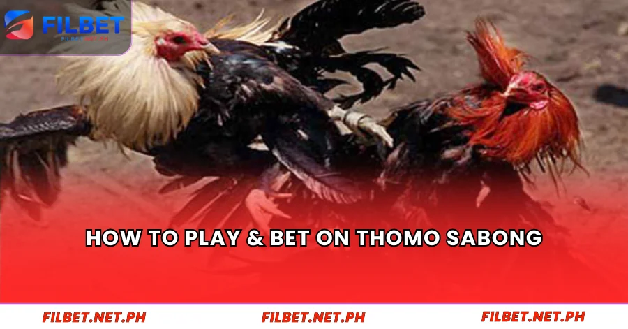 How to Play & Bet on Thomo Sabong